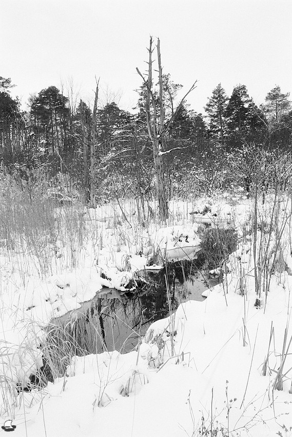 Guarding a Stream, Birdsong Park in Winter, Orchard Park, NY