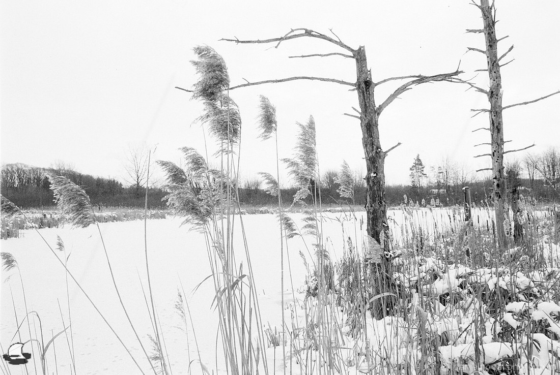 At the Tree Phalanx Feet, Birdsong Park in Winter, Orchard Park, NY