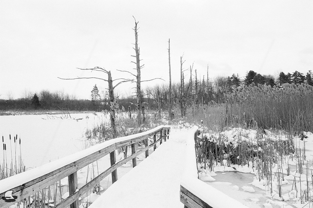 Past the Tree Phalanx, Birdsong Park in Winter, Orchard Park, NY