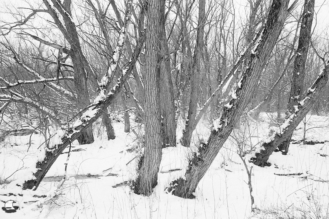 Dancing Birdsong Trees, Birdsong Park in Winter, Orchard Park, NY