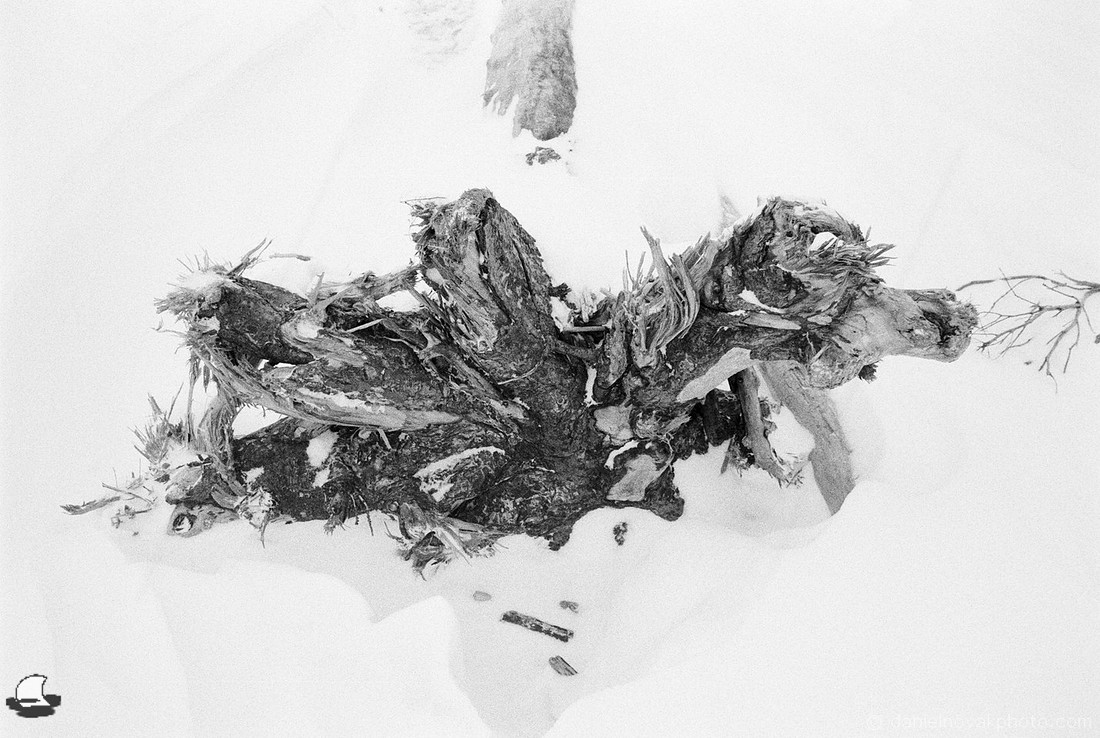 Driftwood Roots in Snow, Hamburg Beach in Winter.