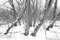 Dancing Birdsong Trees. Birdsong Park in Winter, Orchard Park, NY. Photographed with a vintage 35mm Asahi Pentax Spotmatic F camera on Ultrafine Finesse 400 black and white negative film.