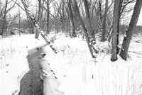 Middle Creek into the Distance. Birdsong Park in Winter, Orchard Park, NY. Photographed with a vintage 35mm Asahi Pentax Spotmatic F camera on Ultrafine Finesse 400 black and white negative film.