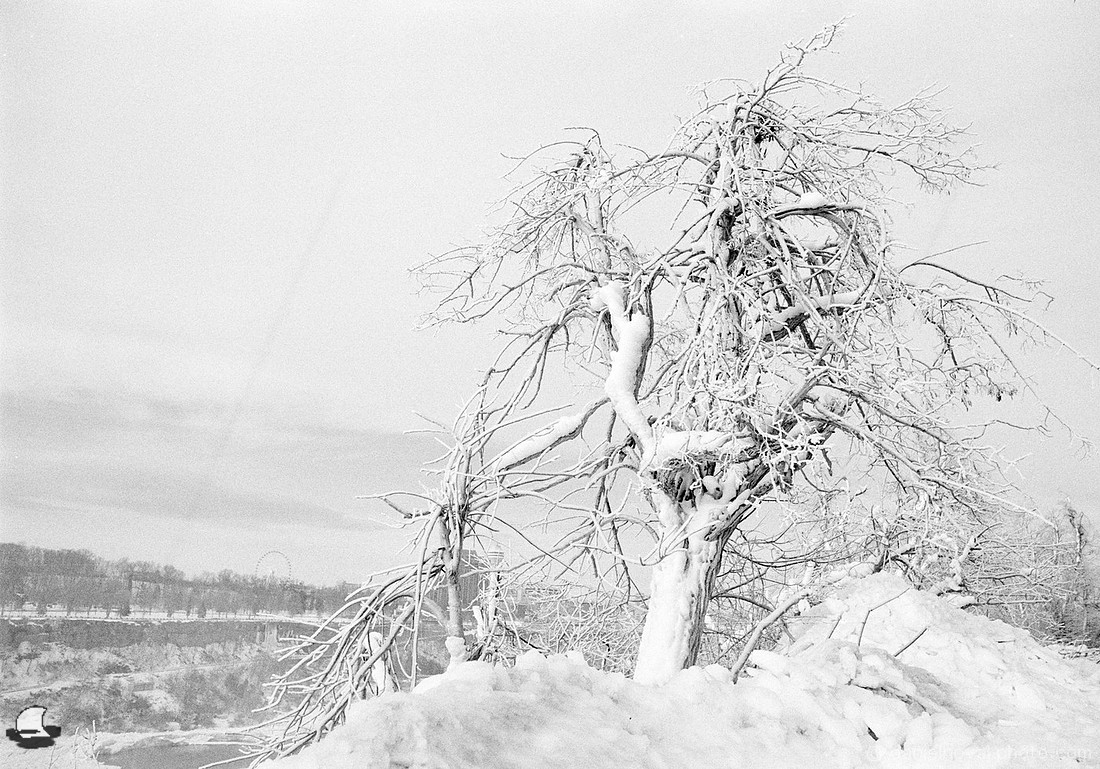Trees Become Sculptures, Winter at Niagara Falls