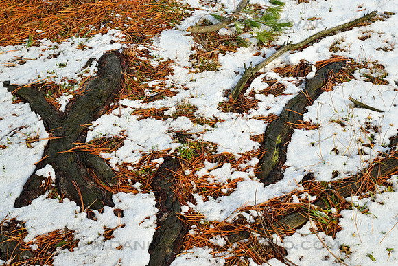 Nature's Chaos at the Winter's Start, Tree Roots Peeking through Snow. Chestnut Ridge Park, Orchard Park, New York (NY).