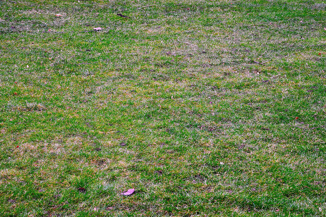 No snow on the ground in January, just green grass. Buffalo, New York (NY).