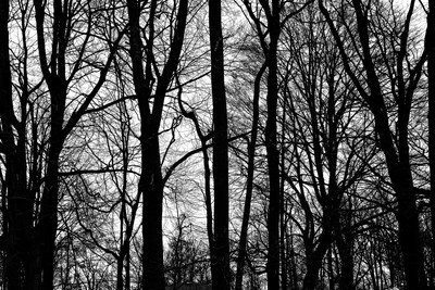 Curves of bare trees in winter, contrasty black and white, Buffalo, New York (NY).
