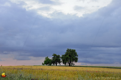 Family of Trees, Southern Moravian Countryside, Czech Republic