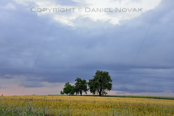 Family of Trees Ordered by Height under Cloudy Skies, Southern Moravian Fields, Czech Republic
