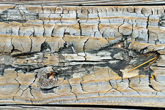 John D MacArthur Beach State Park Wood Board