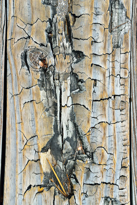 A vertical - portrait close up of a wood board pattern - texture.