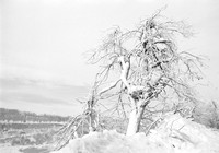 Trees Become Sculptures, Niagara Falls in Winter. Vintage 35mm Asahi Pentax Spotmatic F, Ultrafine Xtreme UFX400 black and white negative film, Rollei Supergrain developer.