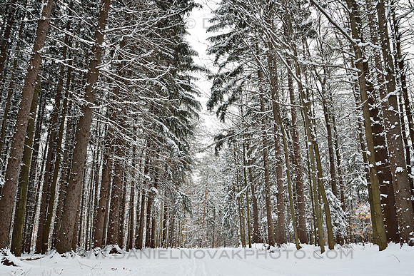Emery Park Winter Wonderland