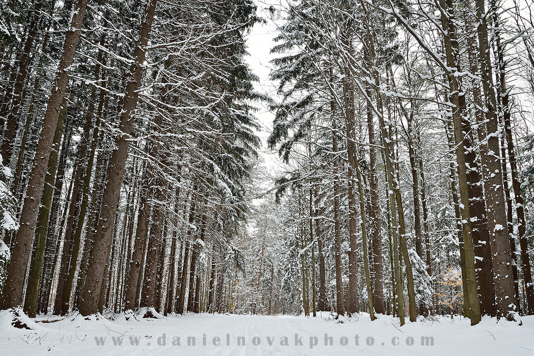 Early morning tree alley dressed in white snow in Emery Park, East Aurora - Buffalo, New York (NY).
