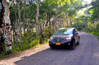 Aspen Forest on Lands End Road, Lands End Road Experience, Colorado