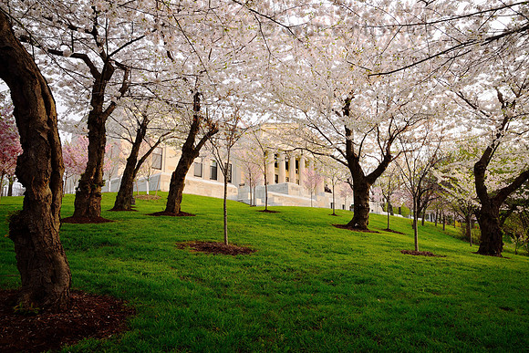 Through the Blossoms, History Museum, Buffalo, NY