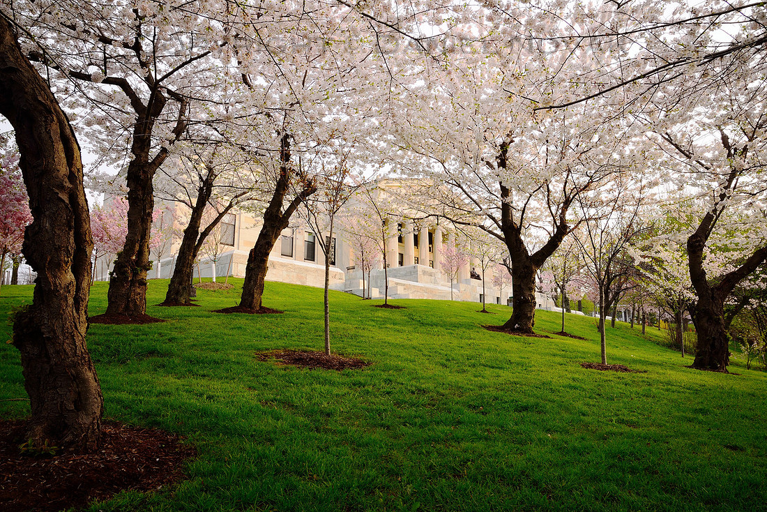 Through the Blossoms, Spring by the Buffalo History Museum