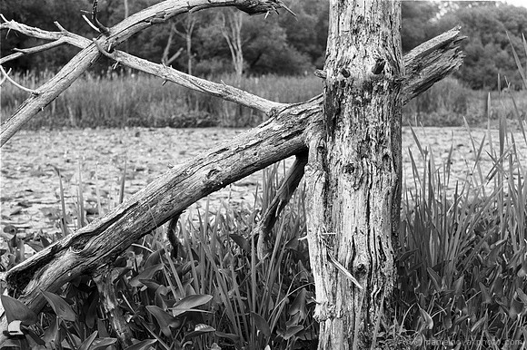 Dead Tree of Birdsong Up Close