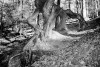 Walking Tree at IBM Glen, Johnson City, NY