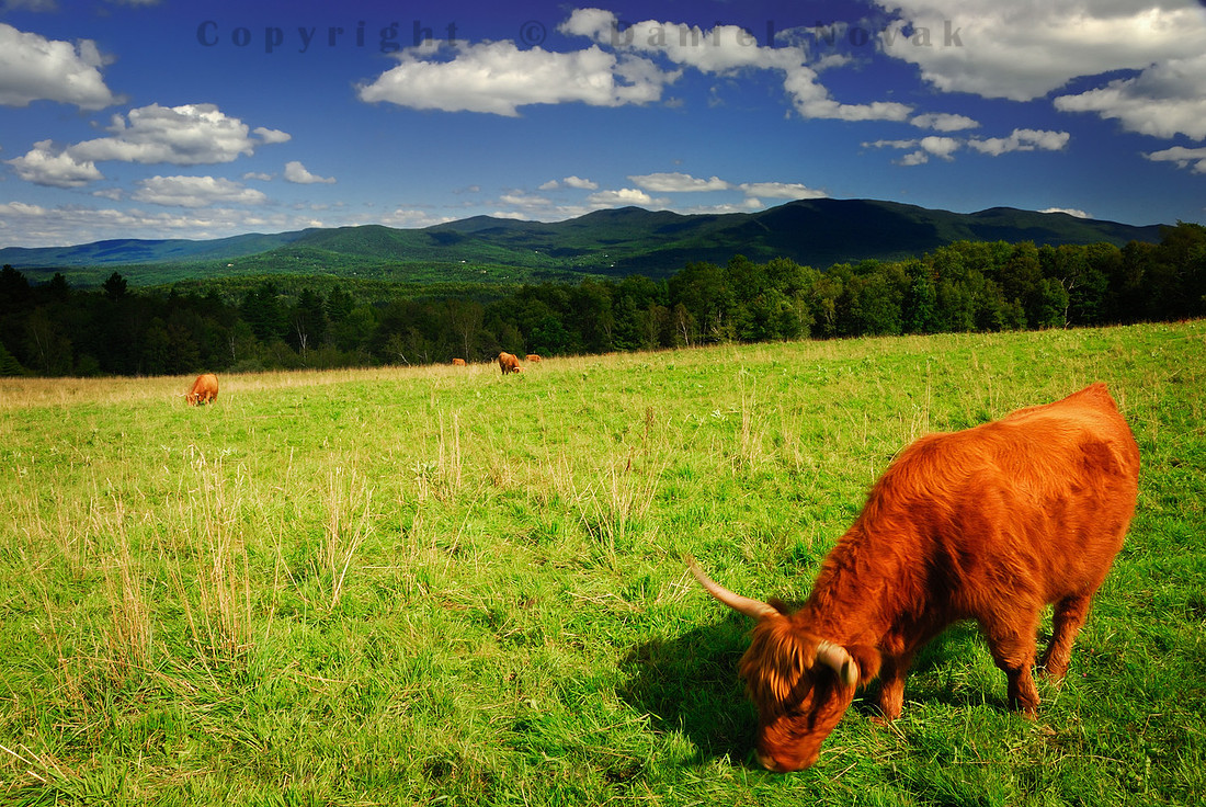 Scottish Cattle grazing under a blue sky on a Green Mountains Meadow in Vermont (VT).