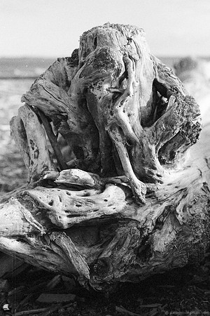 Roots