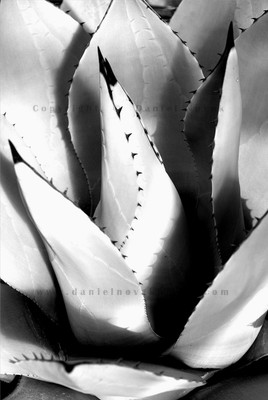 The agave chiaroscuro, light and dark, highlights and shadows, and the curves of the leaves.