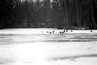 Geese over Ice on Green Lake, Orchard Park, NY