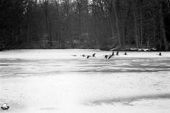 Geese over Ice on Green Lake, Orchard Park, NY