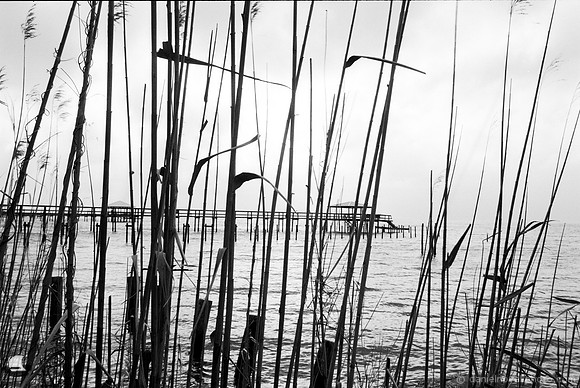 Through the Reeds