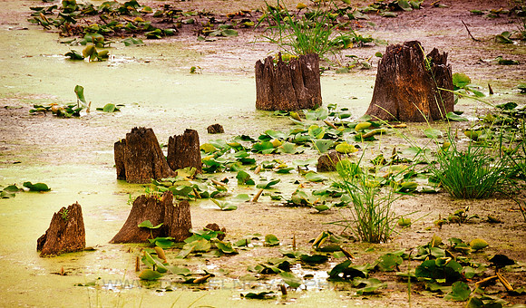 Bog - stumps in a swamp by Lake Champlain, Vermont (VT).