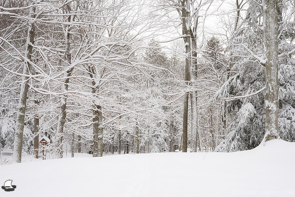 First Snow in Chestnut Ridge