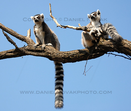 Lemurs on a Branch
