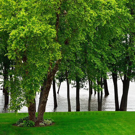 Trees in Mississippi in Fulton, Illinois (IL).