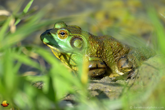 Sun-Tanning Bullfrog