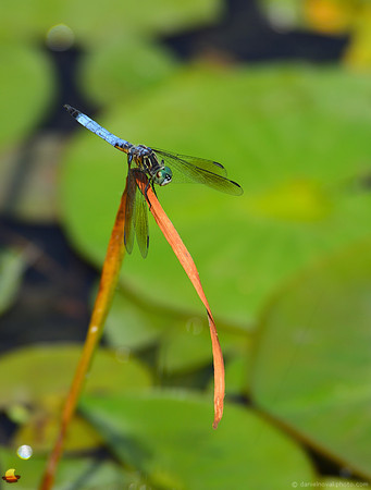 Dragonfly on Lily Pond