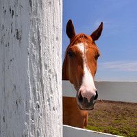 Curious Horse on White Pole Road, Stuart, Iowa (IA).