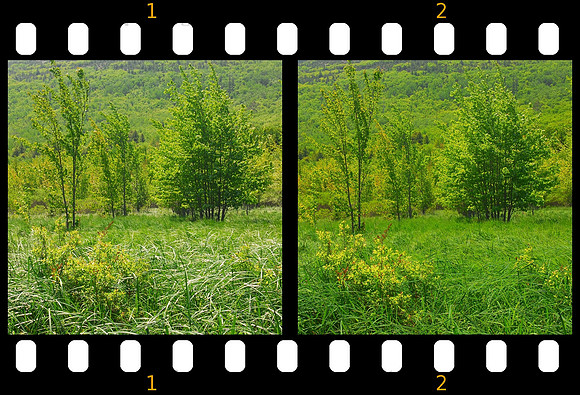 Polarizing filters can enhance many scenes not only blue skies. Here reflected glare is removed from green grass and foliage.