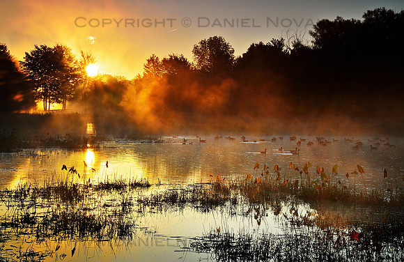 Nature's Sunrise Perfection at Birdsong Park, Orchard Park, New York (NY).