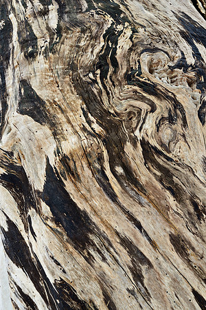 Painted Tree