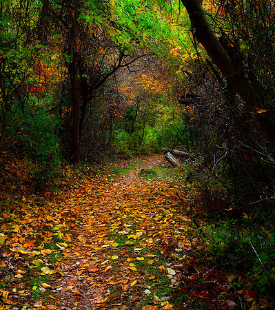 Shenandoah National Park: Fox Hollow Trail in Fall / Autumn