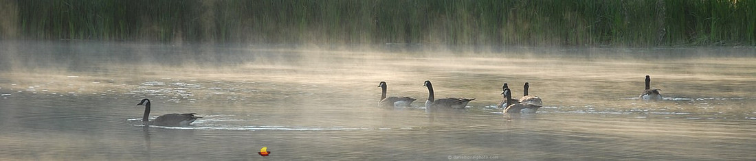 Geese in Fog
