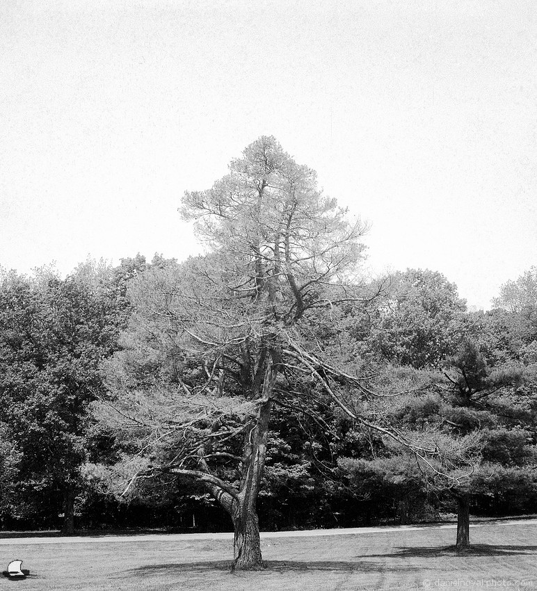 Pine on the Big Meadow, Chestnut Ridge Park, Orchard Park, New York.