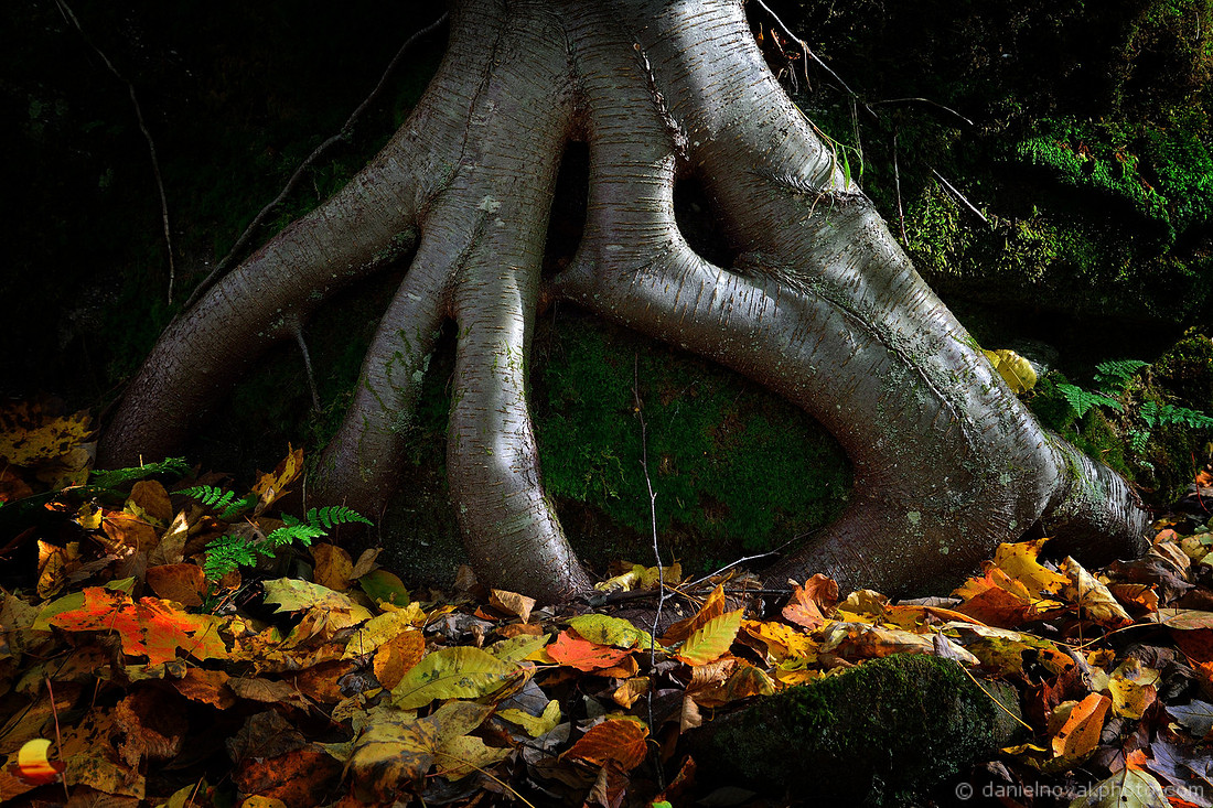 The Ghost of the Woods, Allegany State Park, enjoying the colors of autumn / fall 2016