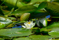 Lily Pad Umbrella in Summer, Birdsong Park, Orchard Park, New York.