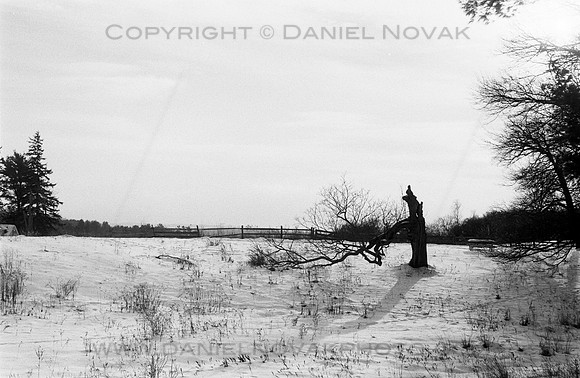 Battle Lost, A Broken Old Tree at Knox Farm in WInter, East Aurora, NY