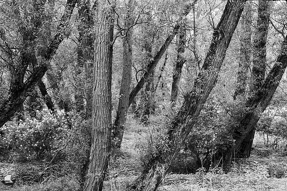 Birdsong Forest