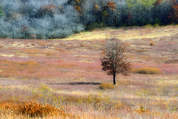 A Tree on a Meadow, Shenandoah National Park, Virginia (VA)