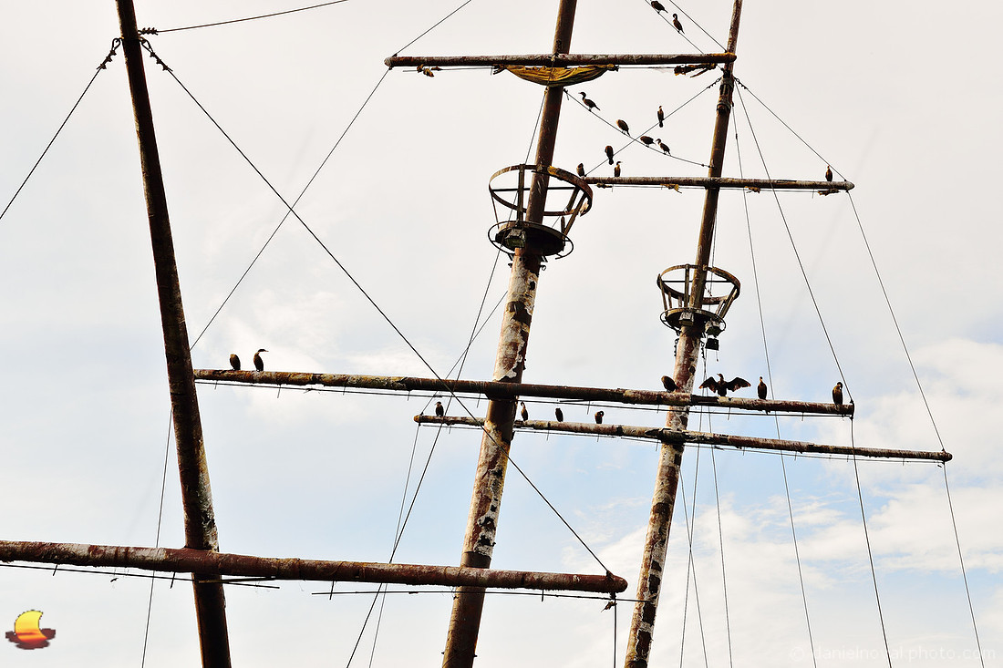 Pirate Cormorants, La Grande Hermine -
 Jordan Harbor Shipwreck, Canada