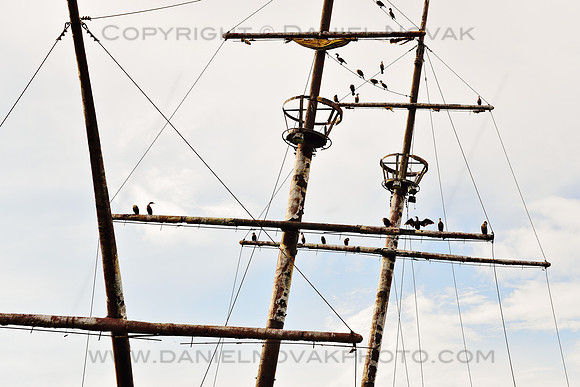 Cormorant Pirates on Shipwreck of La Grande Hermine by QEW in Jordan Harbor, Canada