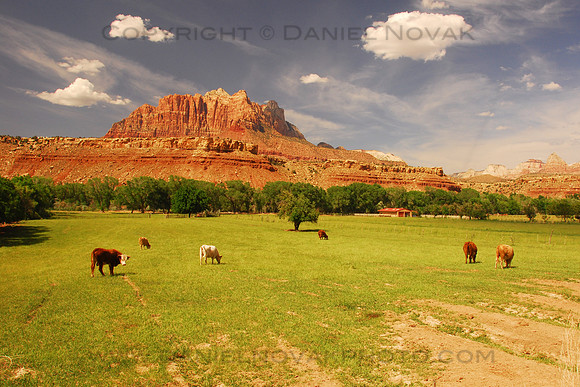 Cattle Herd in Mojave Desert by the Virgin River south of the Zion National Park, Utah (UT).